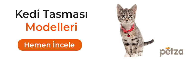 Kediler Kac Yil Yasar Cevabi Yazimizda Petza